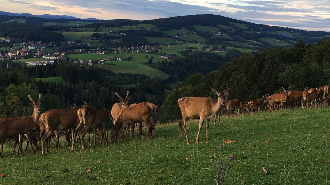 Eine Gruppe von Rehen grast auf einer weiten Wiese. Im Hintergrund sind sanfte Hügel und ein kleiner Ort zu sehen. | © Jürgen Laban