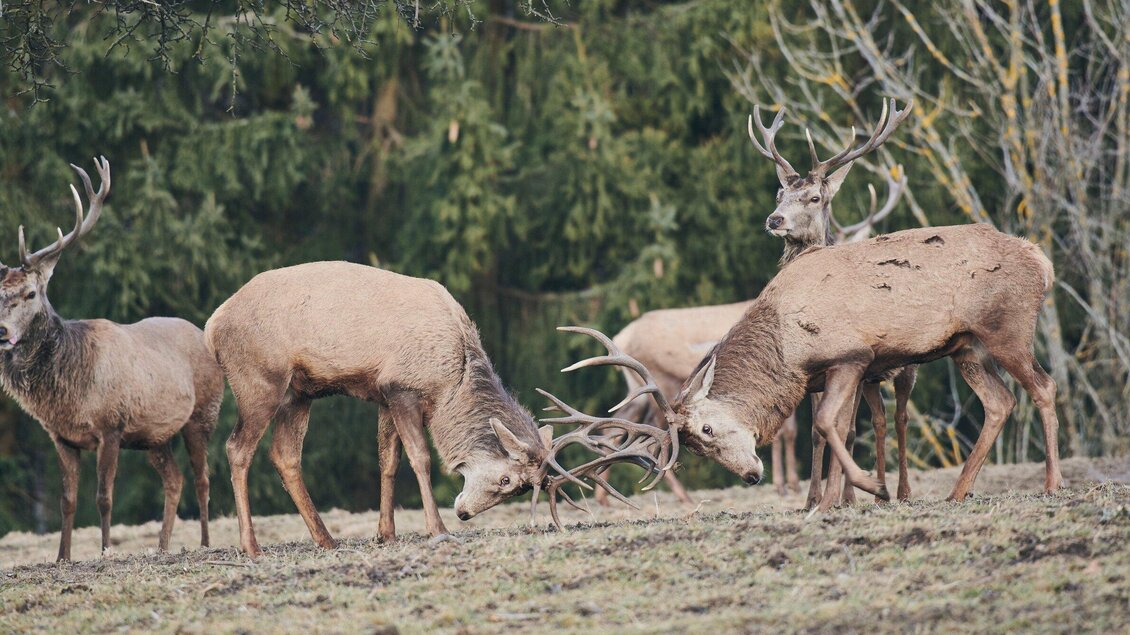 Eine Gruppe von Rehen auf einer Wiese. Sie stehen dicht beieinander und einige kämpfen mit ihren Geweihen. | © J-Roland Zygmunt