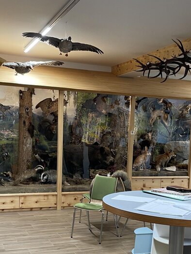 Wildtier & Lebensraum | © Tourismusverband Murau