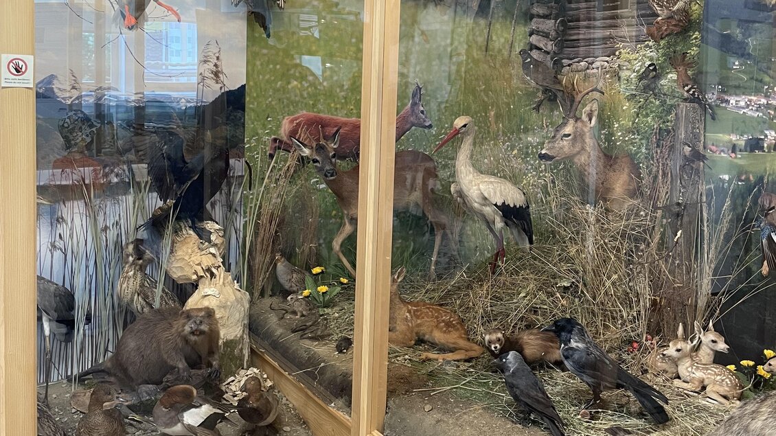 Wildlife & Habitat Exhibition  - Impressionen #2.1