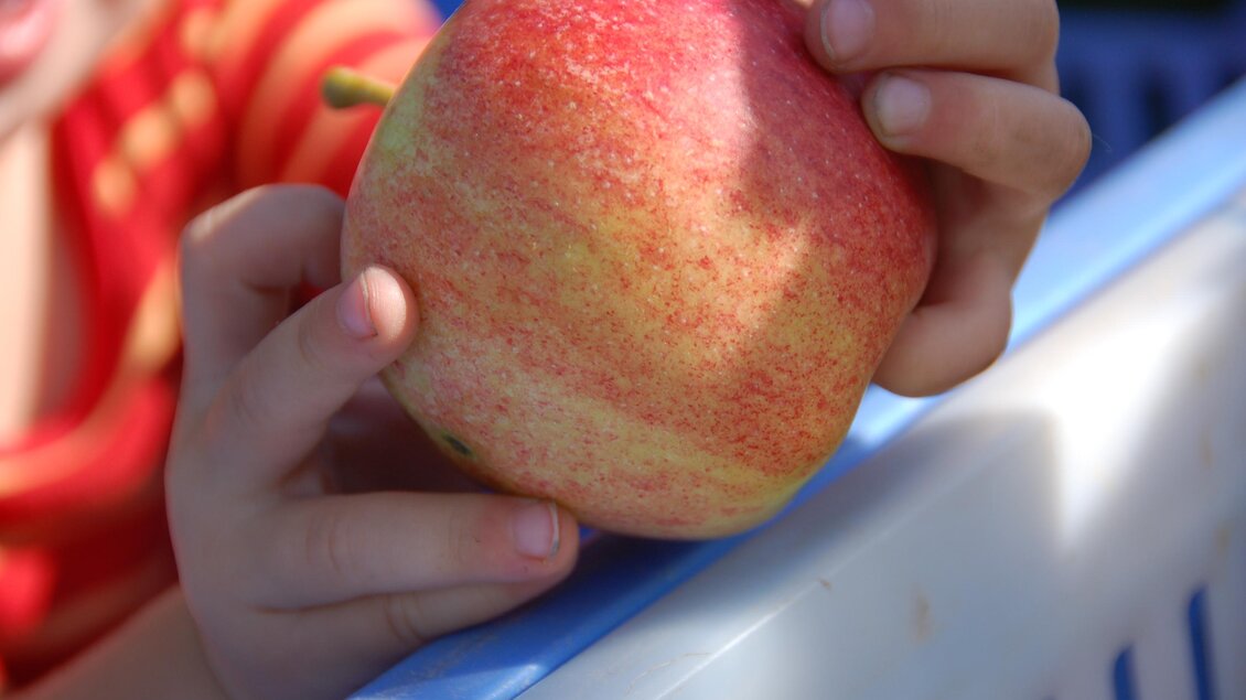 Ein Kind hält einen roten Apfel in der Hand. Der Hintergrund zeigt eine blaue Kiste. | © Wilhelm Spezialitäten