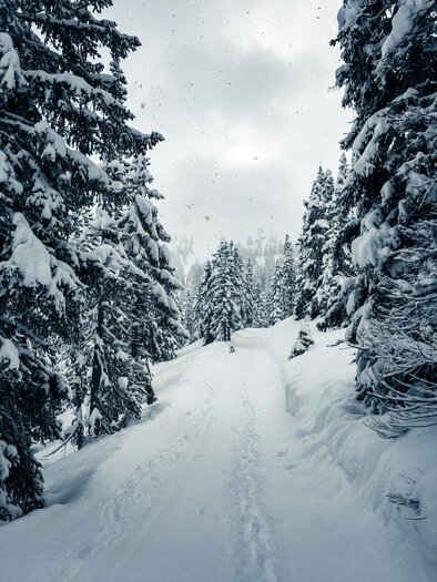 A snowy path surrounded by tall fir trees. The sky is overcast and it is lightly snowing.