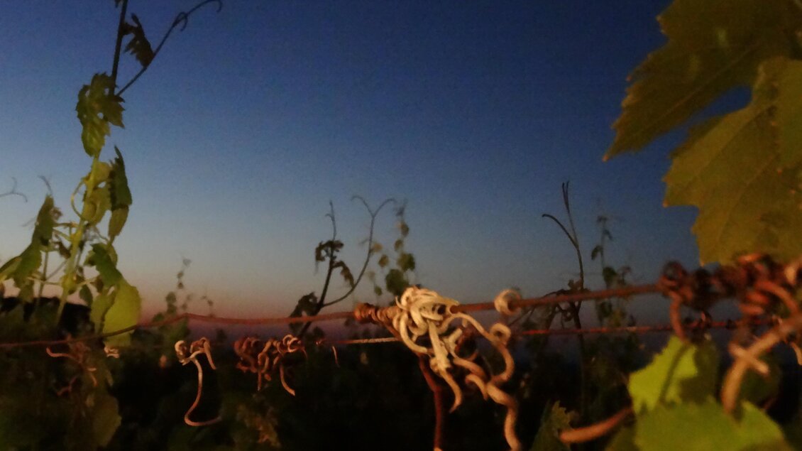 Ein Weinberg bei Dämmerung mit rankenden Pflanzen und einem sanften Farbverlauf im Himmel. Die Atmosphäre wirkt ruhig und friedlich. | © Alfred Klöckl