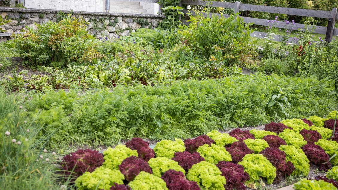 Ein Garten mit buntem Gemüse und frischem Blattgrün. Im Vordergrund sind verschiedene Salatsorten in grünen und roten Farbtönen angeordnet. | © Netzwerk Kulinarik wildbild