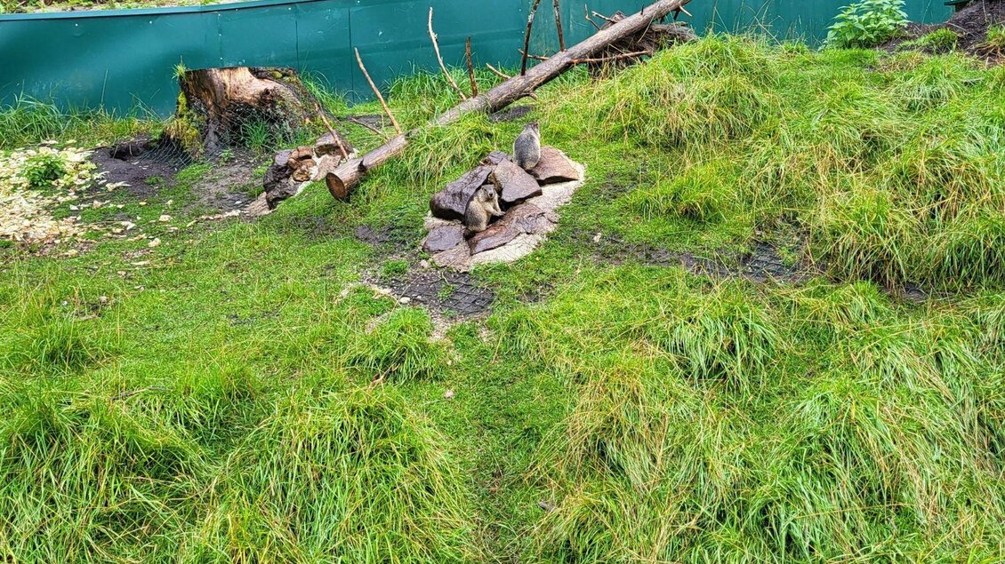 Eine grüne Wiese mit dichten Gräsern und einigen kleinen Steinen. Im Hintergrund sind umgestürzte Äste und ein Zaun zu sehen. | © Petra Kirchschlager