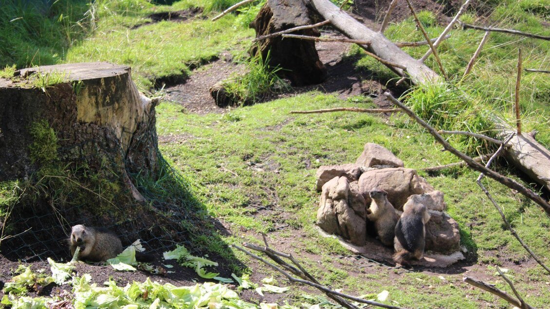 Eine grüne Wiese mit einigen Steinen und Baumstümpfen. Zwei Erdmännchen sind zwischen dem Gras und den Steinen zu sehen. | © Viola Lechner