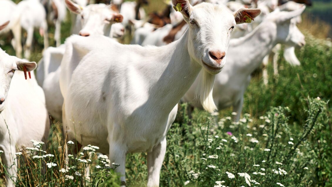 Ziegenhof-Melter-Ziegen1-Murtal-Steiermark | © Susanne Einzenberger
