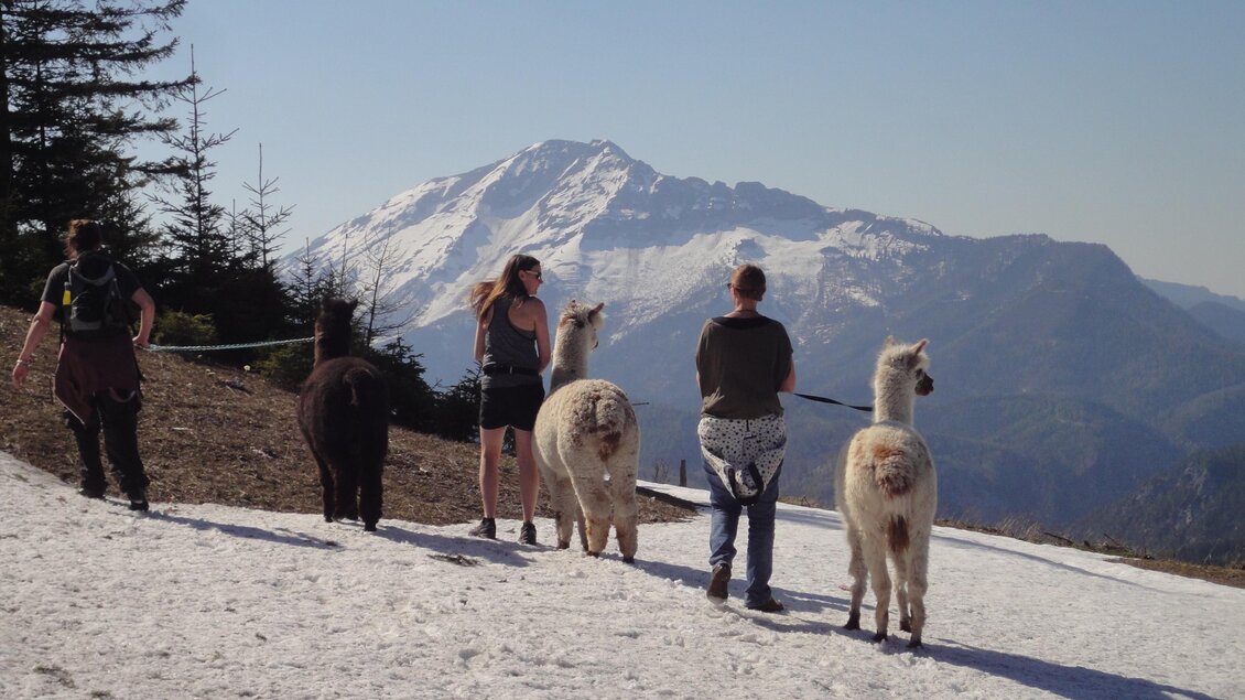 Alpakawanderung | © Sabath