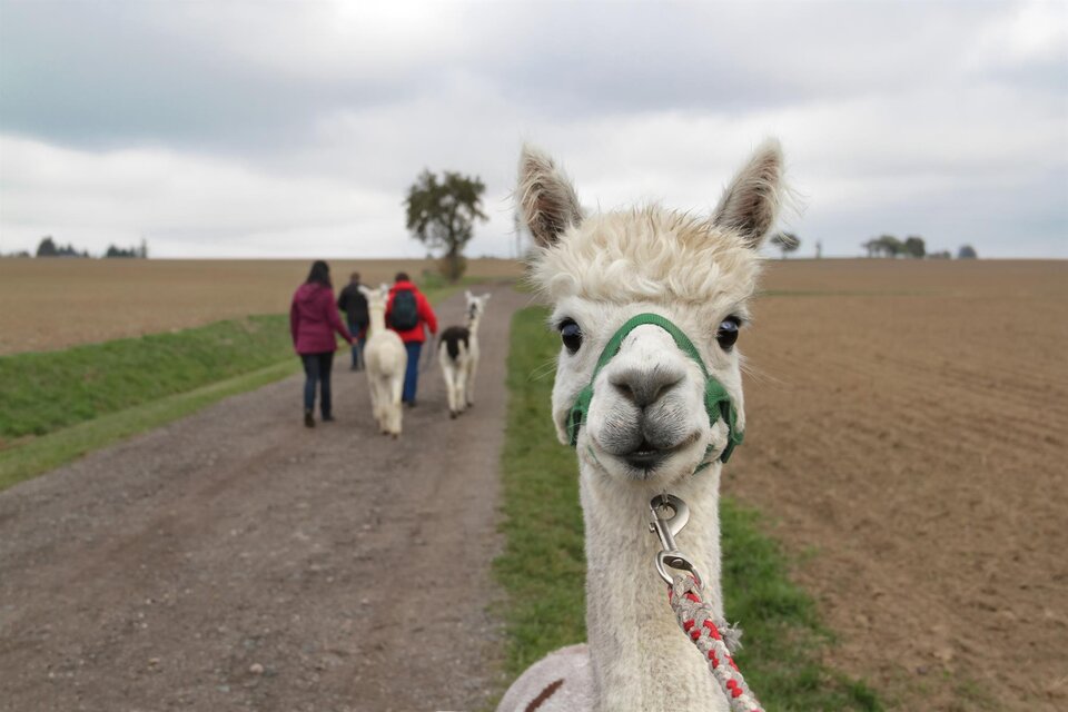 Alpaca Ranch En Colores - Impression #1 | © Schilcherland Steiermark