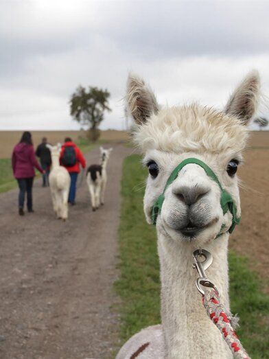 Alpaca | © Schilcherland Steiermark | © Schilcherland Steiermark