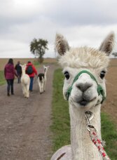 Alpaca | © Schilcherland Steiermark | © Schilcherland Steiermark