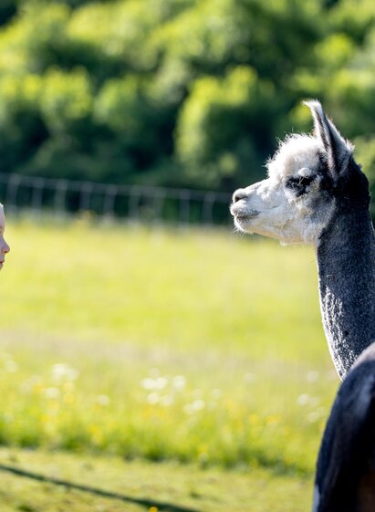 Mädchen mit Alpaka | Tom Lamm | © Tourismusverband Murau