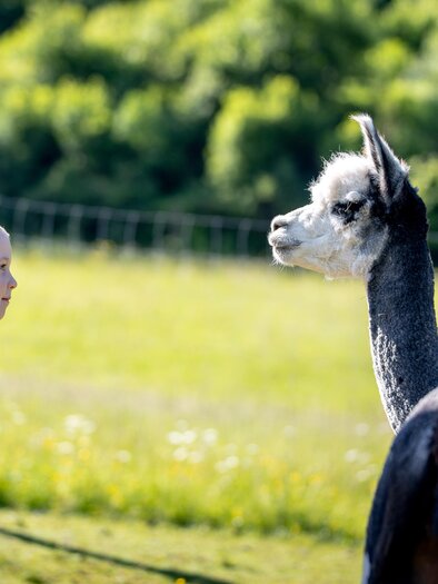 Mädchen mit Alpaka | © Tourismusverband Murau