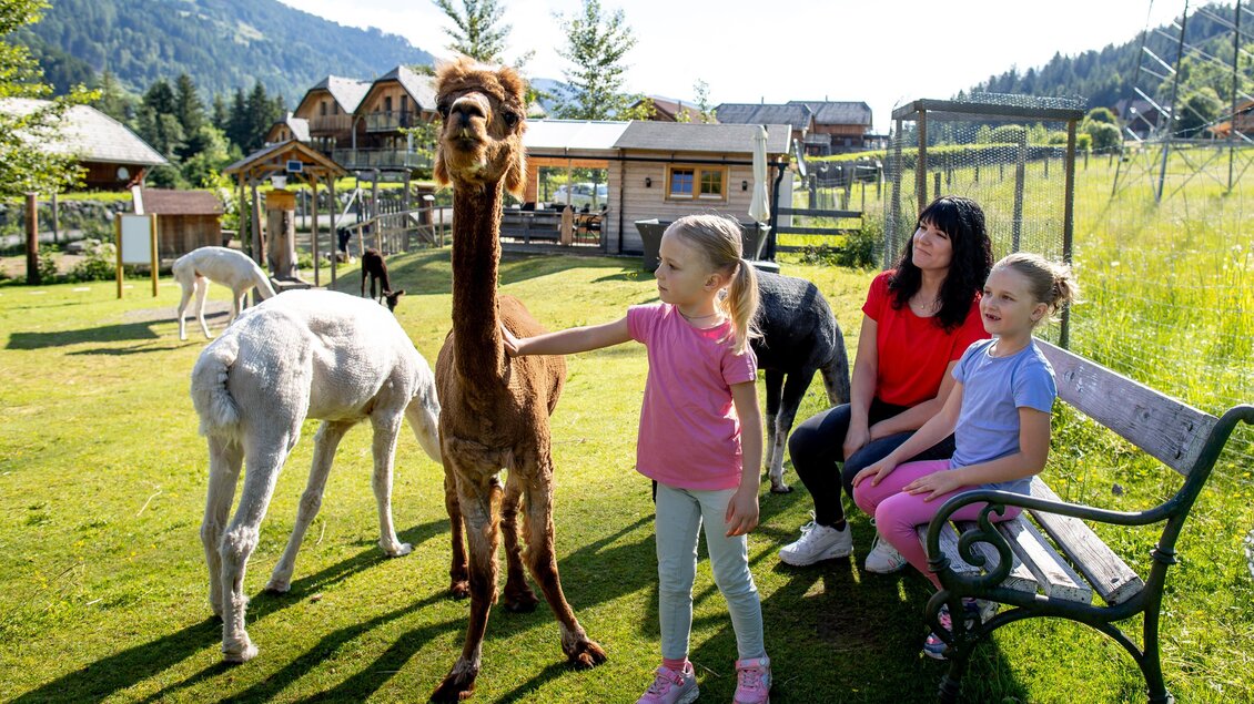 Alpaka streicheln | © Tourismusverband Murau
