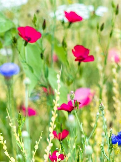 Blumenwiese | © Schilcherland Steiermark