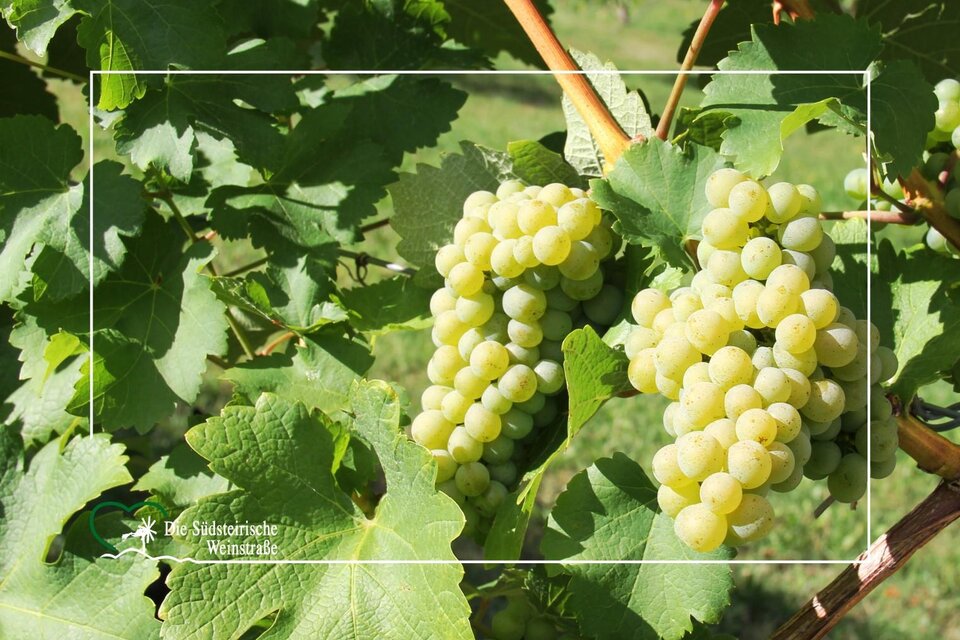 Arztpraxis Dr. Brodatsch - Impression #1 | © TV Die Südsteirische Weinstraße