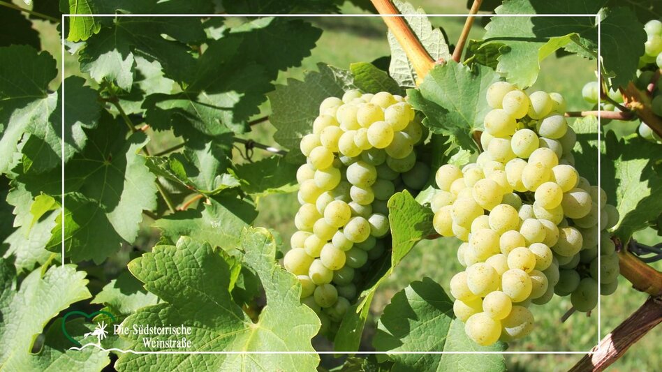 Dr. Brodatsch in Ehrenhausen a.d.W. | © TV Die Südsteirische Weinstraße