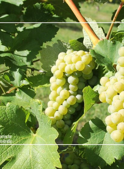 Dr. Brodatsch in Ehrenhausen a.d.W. | © TV Die Südsteirische Weinstraße