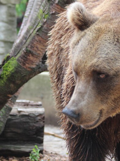 Bären am Bärenhof Berghausen | © Bärenhof Berghausen | © Bärenhof Berghausen