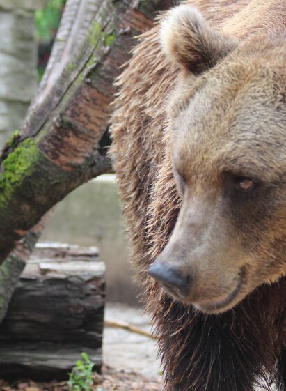 Bären am Bärenhof Berghausen | © Bärenhof Berghausen | © Bärenhof Berghausen