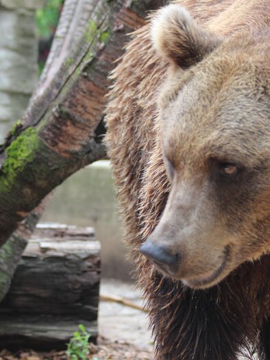 Bären am Bärenhof Berghausen | © Bärenhof Berghausen