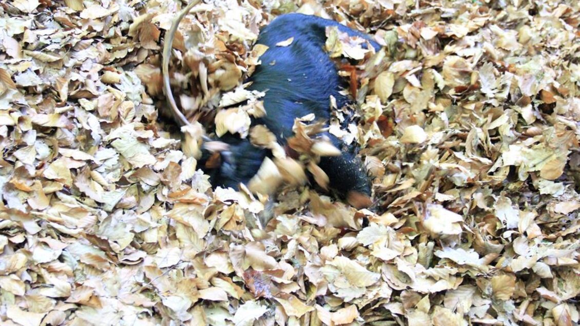 2017_Bogenparcours_(c) Ulrike Elsneg (56) | © Ulrike Elsnegg