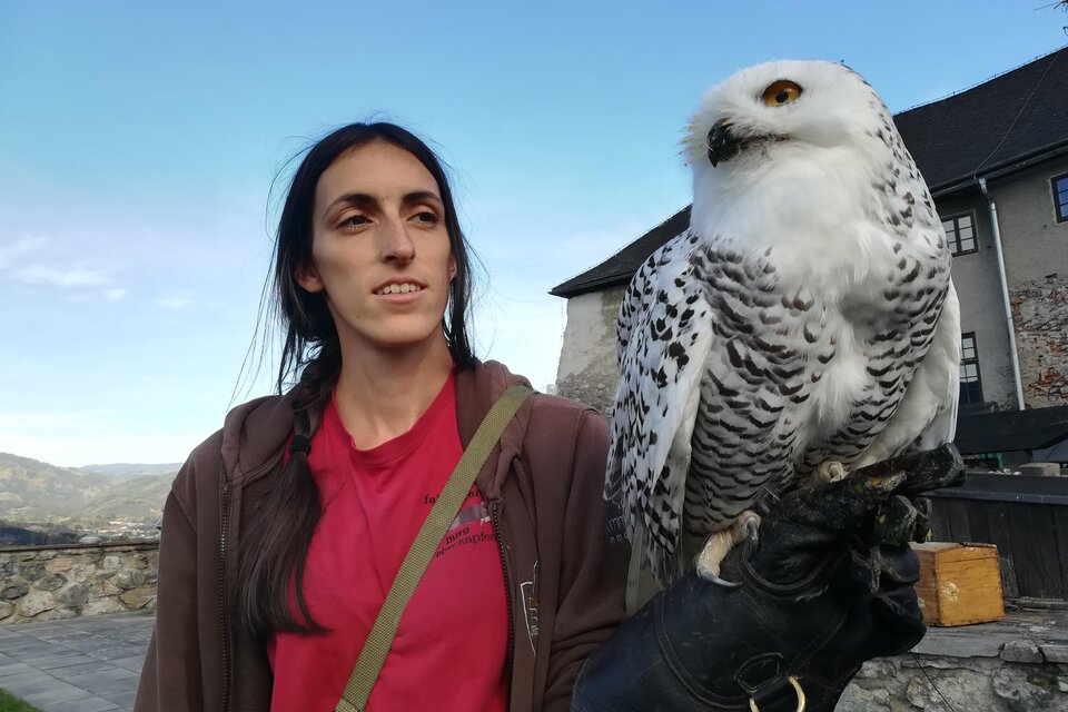 Greifvogelschau - Burg Oberkapfenberg - Impression #1 | © Waltraud Pusterhofer