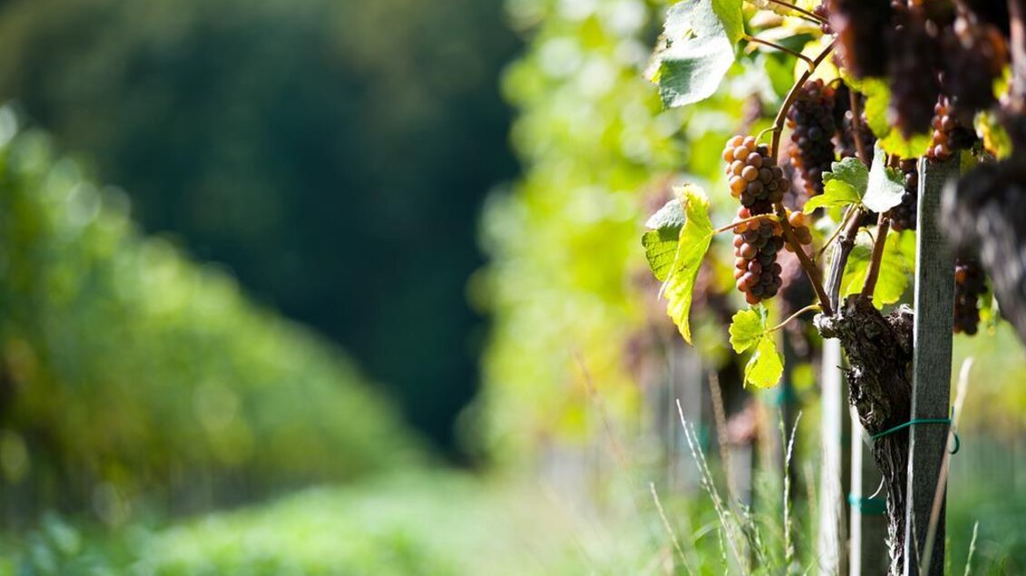 Hauseigene Weingärten | © Karin Bergmann