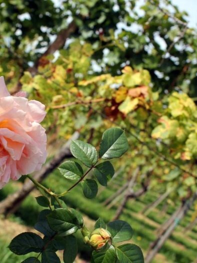 Cäcilien Rosenweg | © TV