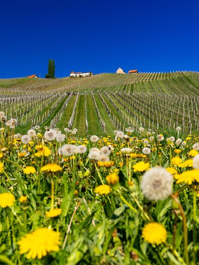 Gamlitz | © TV Gamlitz, Harri Schiffer