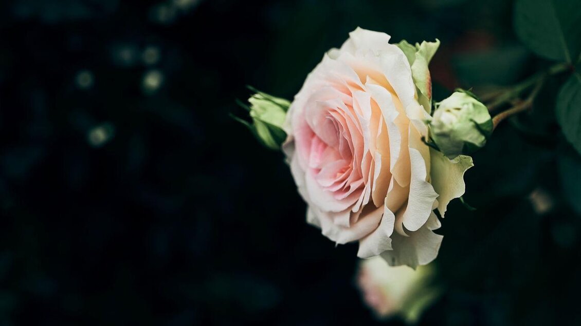 Eine zarte Rose in sanften Rosa- und Weißtönen blüht vor einem dunklen Hintergrund. Einige Knospen sind ebenfalls sichtbar. | © Armin Walcher