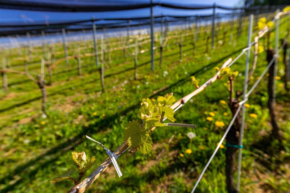 Weingut Sabine & Matthias Steiner - Impression #1 | © TV Gamlitz, Harry Schiffer