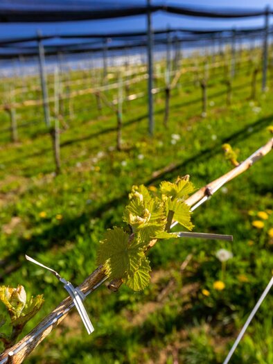 GAmlitz | © TV Gamlitz, Harry Schiffer