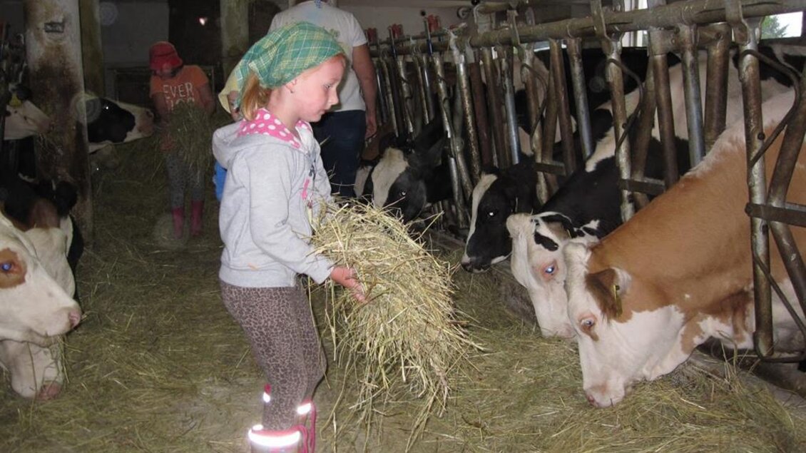 Flambergerhof Bauernhof Kuhstall | © Flambergerhof