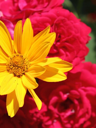 Symbolfoto_Rosenblüte | © TVB Ausseerland - Salzkammergut_Viola Lechner