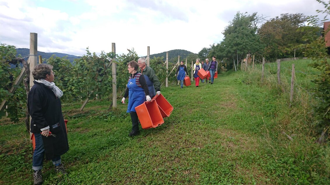 Weinlese | © Familie Deutschmann