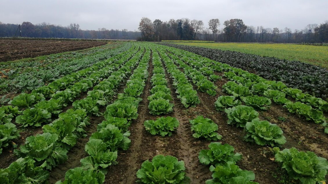 Salatfeld | © Gemüsehof Pein