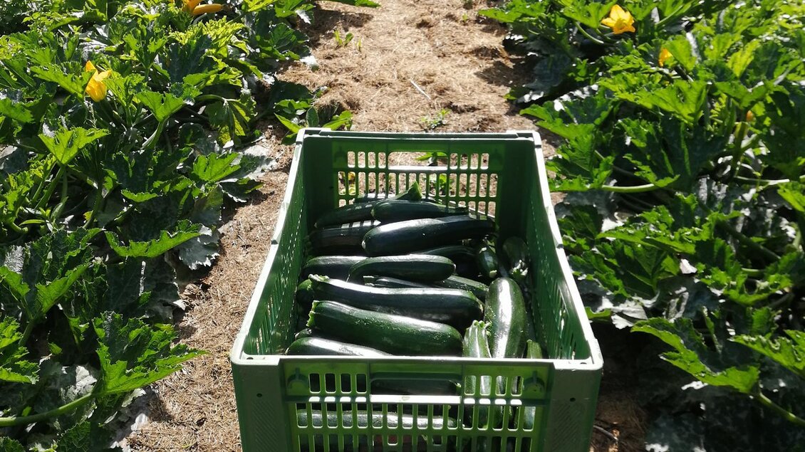 Gürkenfeld | © Gemüsehof Pein