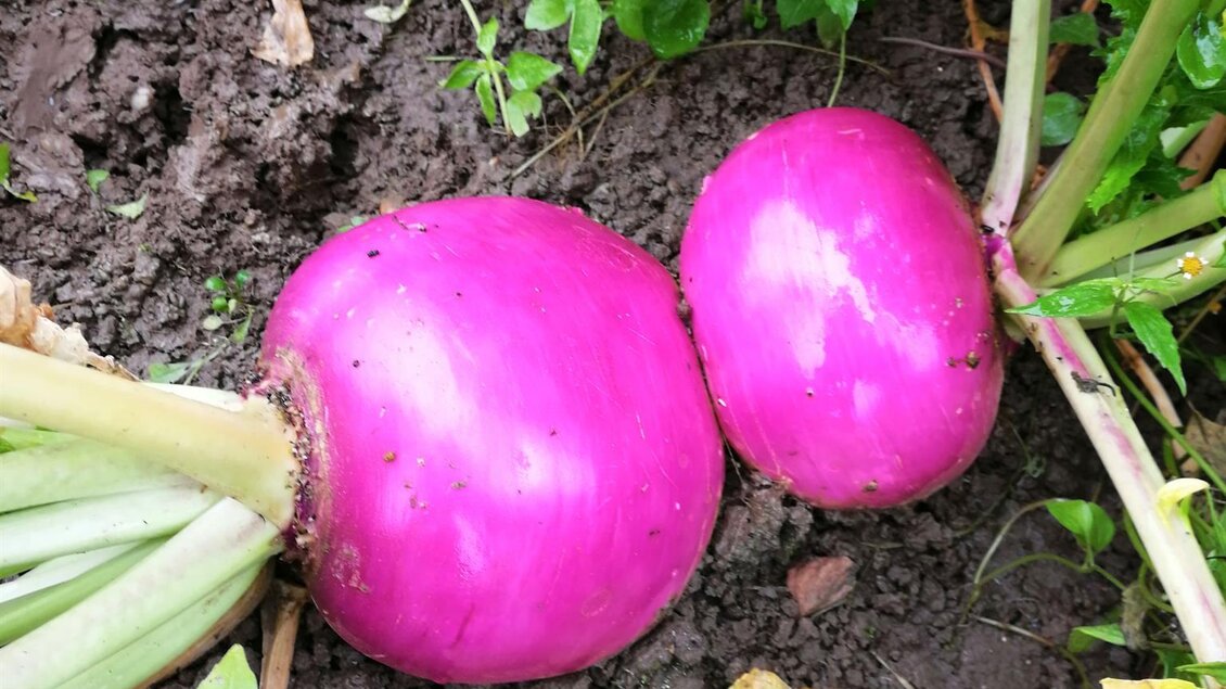 Rüben | © Gemüsehof Pein