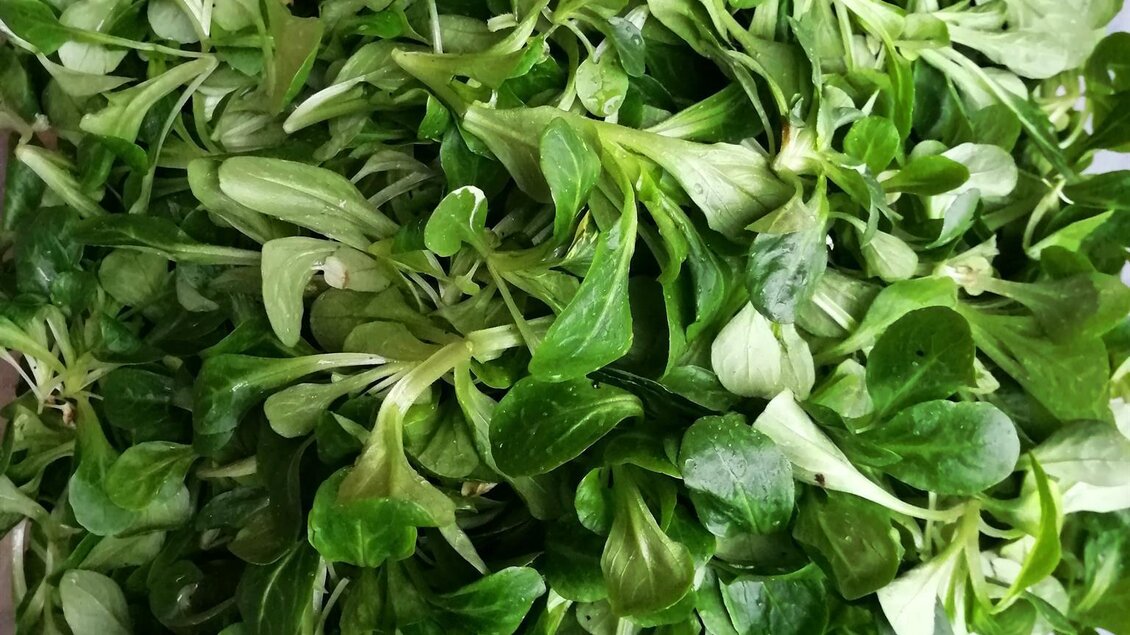 Vogerlsalat | © Gemüsehof Pein