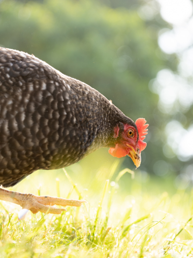 Gmoarieglhof | © Manuel Schneider | © Manuel Schneider