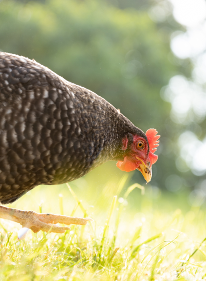 Gmoarieglhof | © Manuel Schneider