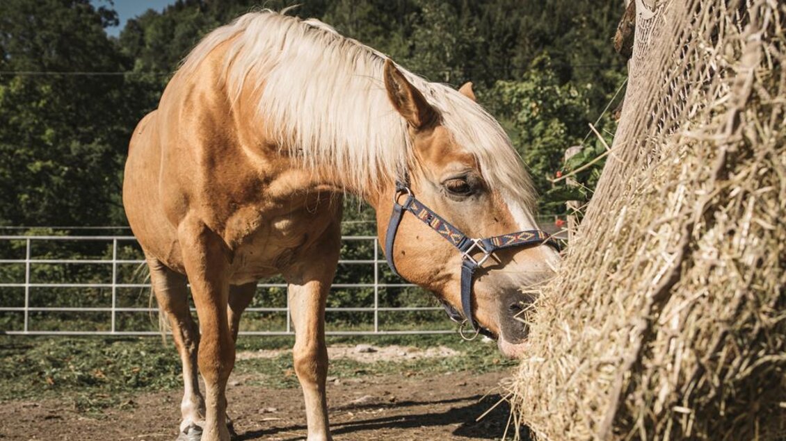 Haflinger am Haflingerhof | © Stefan Leitner