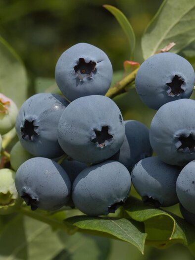 Gosch | © Heidelbeeren Gosch