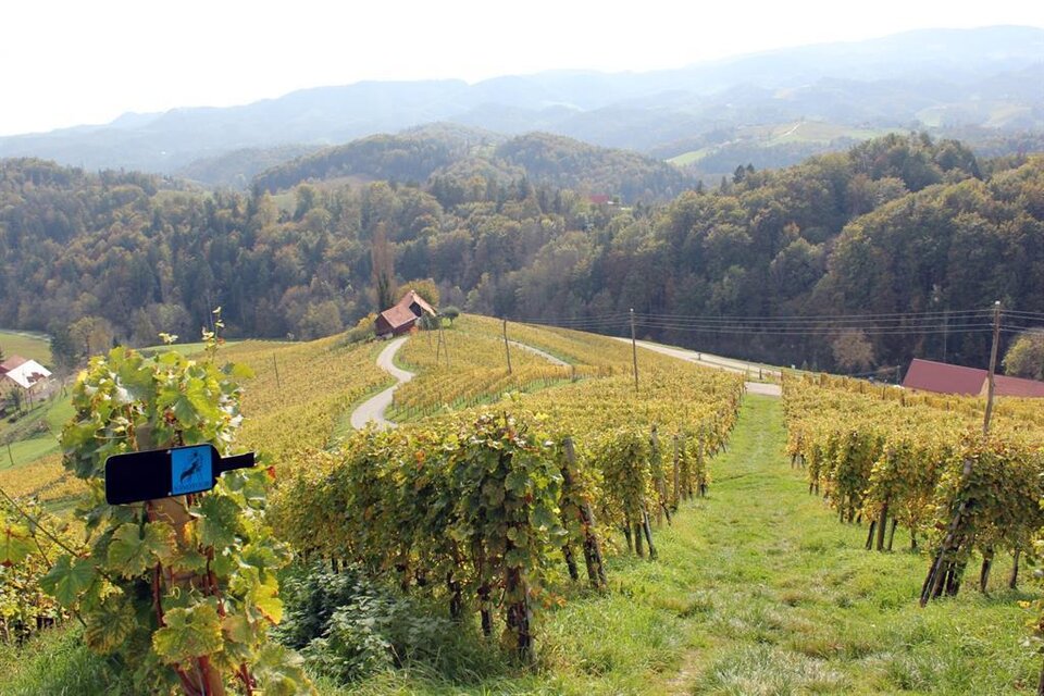 Herzerlstraße - Srce med vinogradi - Impression #1 | © Ulrike Elsneg