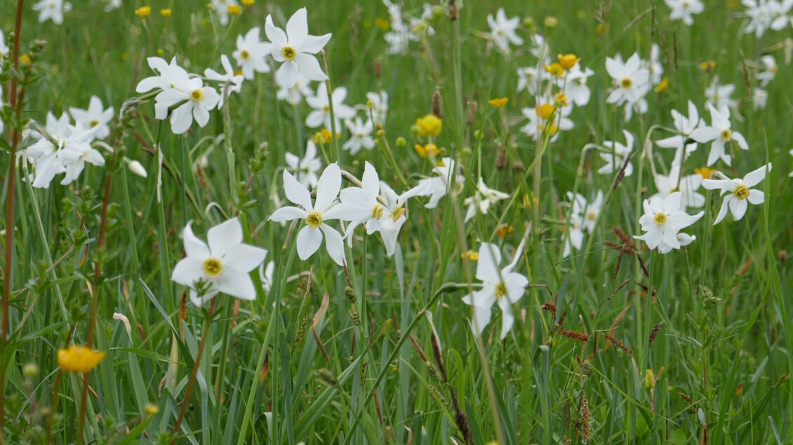 Narzissenwiese