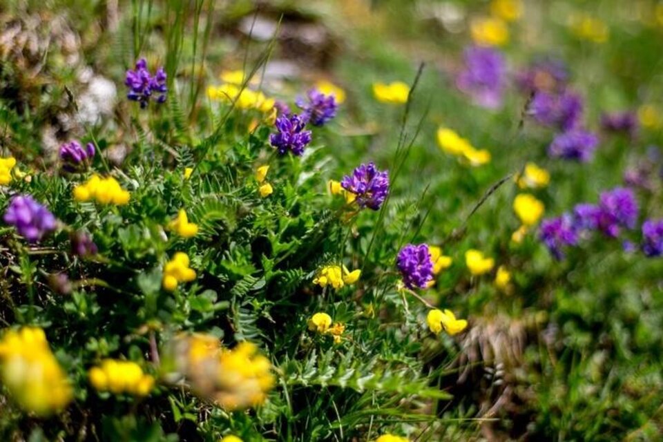 Höhenluft und Kräuterduft am Hochschwab - Impression #1