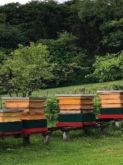 Bienenstöcke | © Familie Niederl