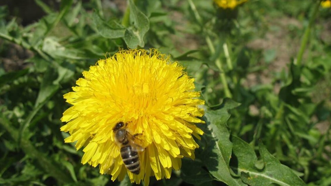 Biene mit Löwenzahn | © Imkerei Samastur