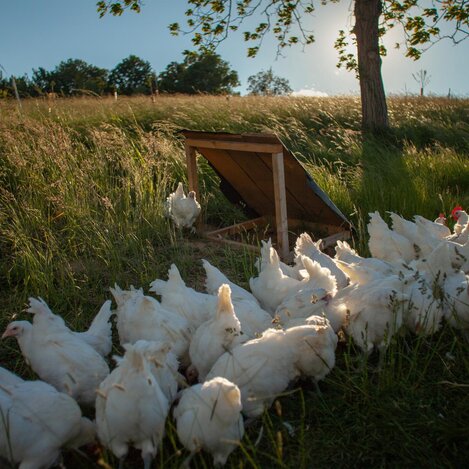 Hühner der Rasse "Bresse Gauloise" | © K&P Hendlhof, Erik Lösch | © K&P Hendlhof, Erik Lösch